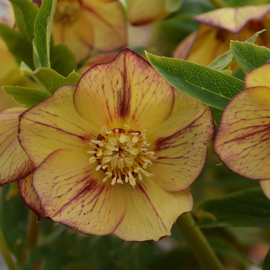 Helleborus Honeymoon® 'Tropical Sunset' - Lenten Rose from Hoffie Nursery