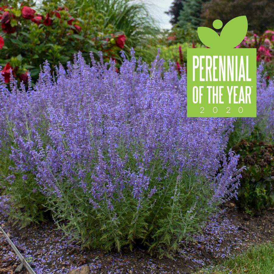 Perovskia atriplicifolia 'Denim 'n Lace' - Russian Sage from Hoffie Nursery