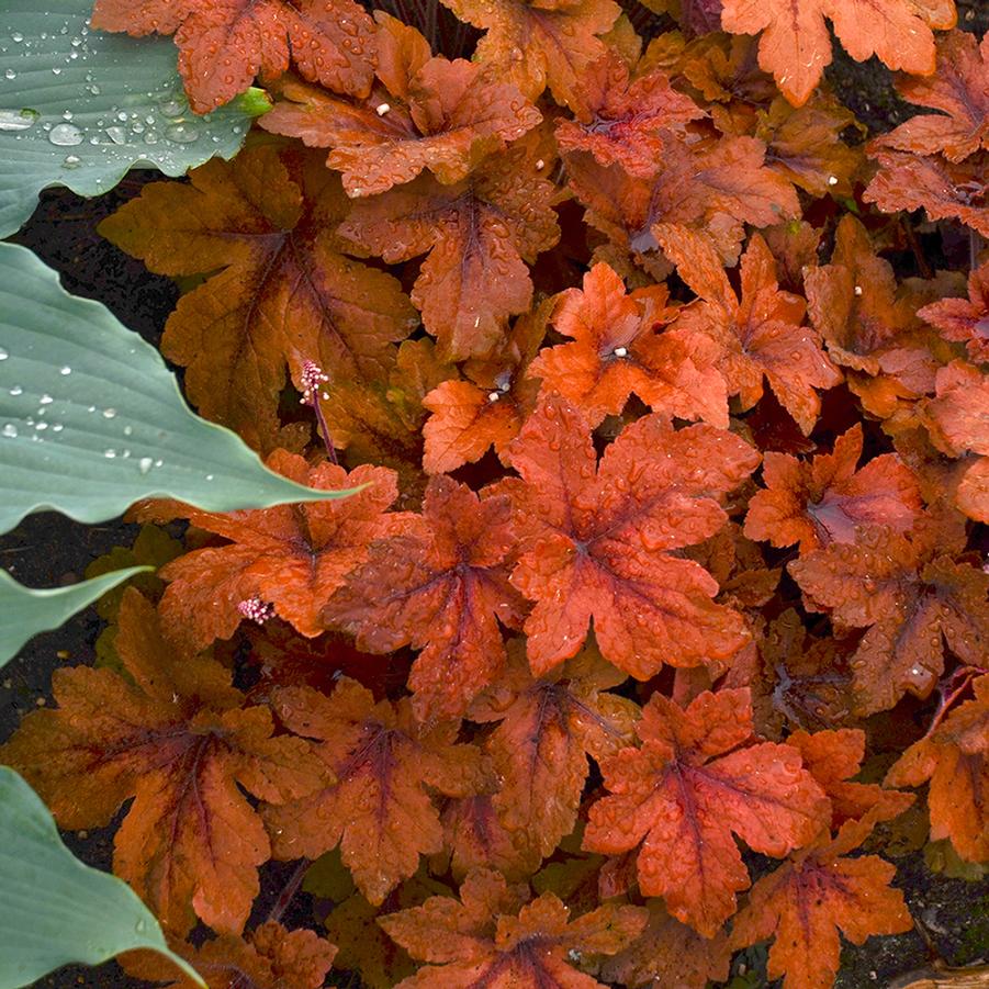 Heucherella 'Pumpkin Spice' - Foamy Bells from Hoffie Nursery