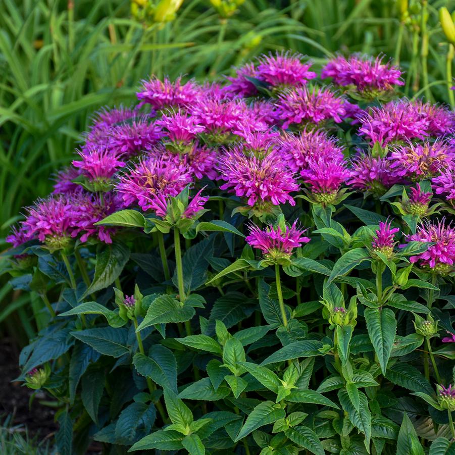 Monarda didyma 'Pardon My Purple' didyma 'Pardon My Purple' - Bee Balm from Hoffie Nursery