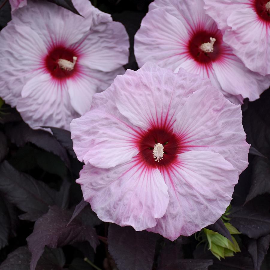 Hibiscus 'Dark Mystery' - Rose Mallow from Hoffie Nursery