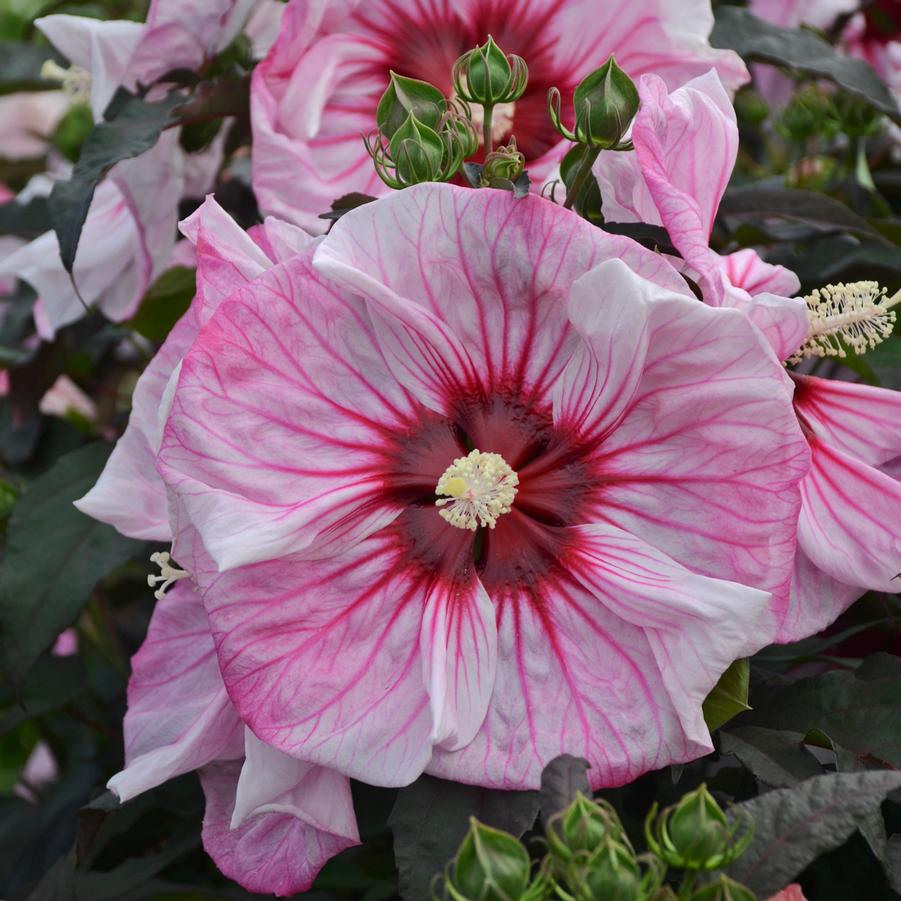 Hibiscus Summerific 'Cherry Choco Latte' - Rose Mallow from Hoffie Nursery