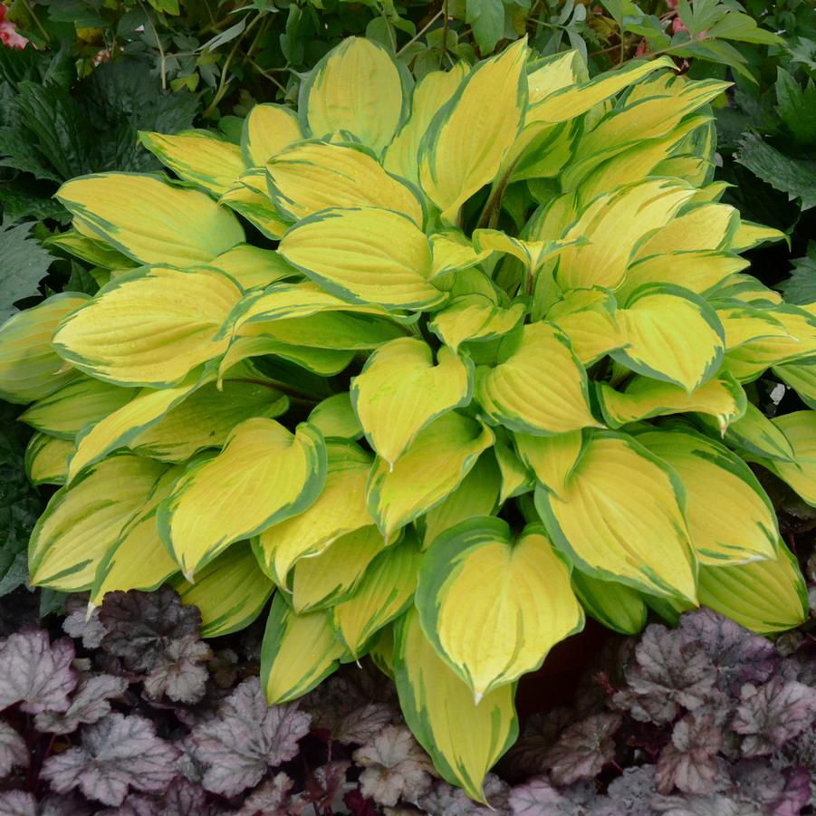 Hosta 'Island Breeze' - from Hoffie Nursery