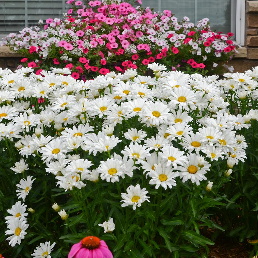 Leucanthemum Amazing Daisies 'Daisy May' - Shasta Daisy from Hoffie Nursery