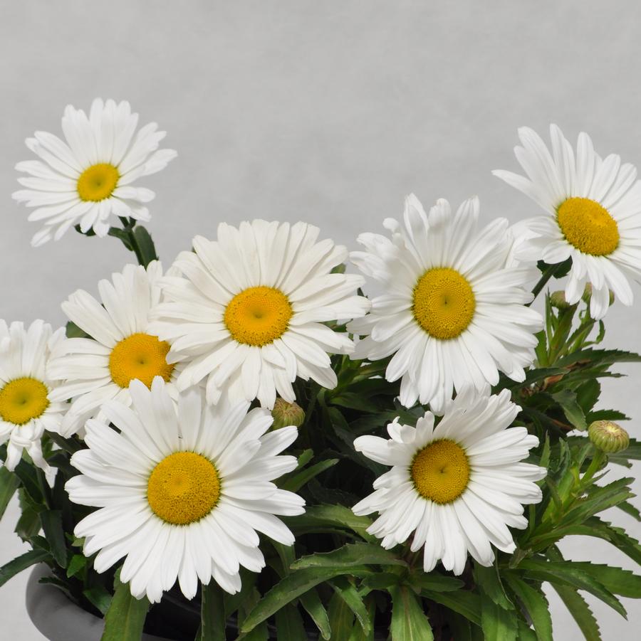 Leucanthemum 'Betsy®' - Shasta Daisy from Hoffie Nursery