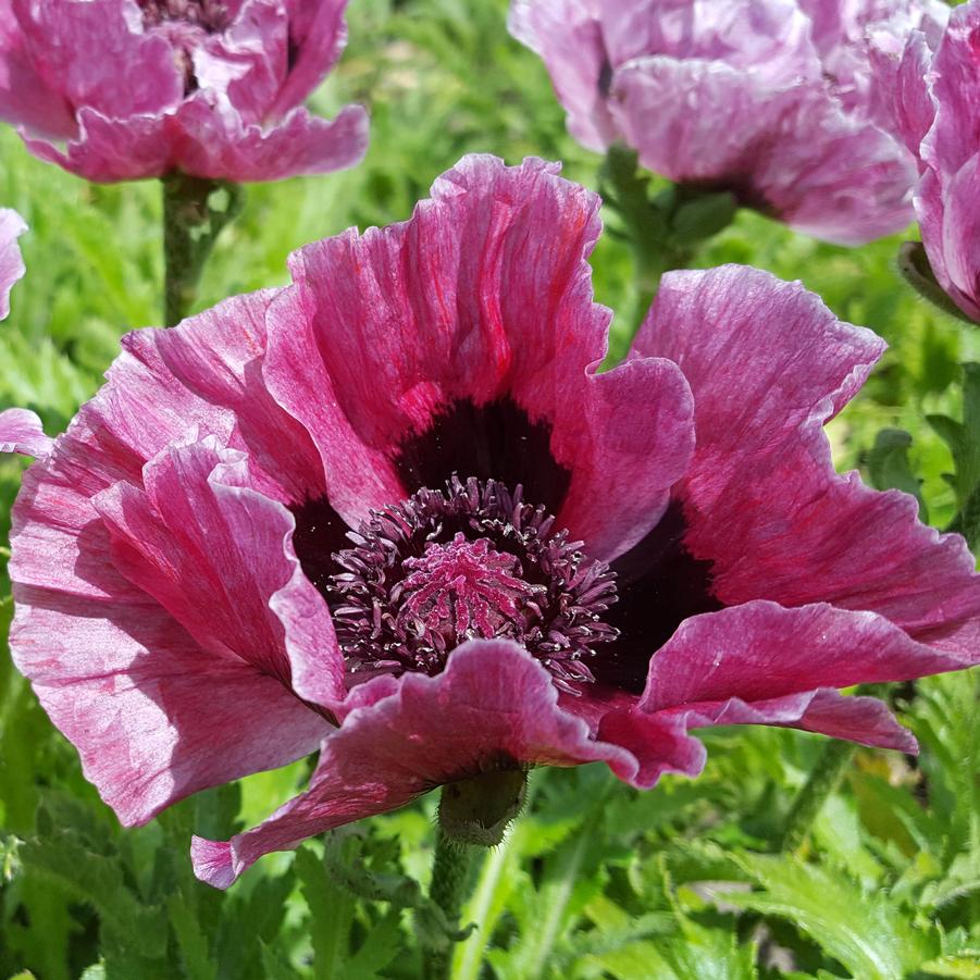 Papaver orientale 'Harlem' - Poppy from Hoffie Nursery