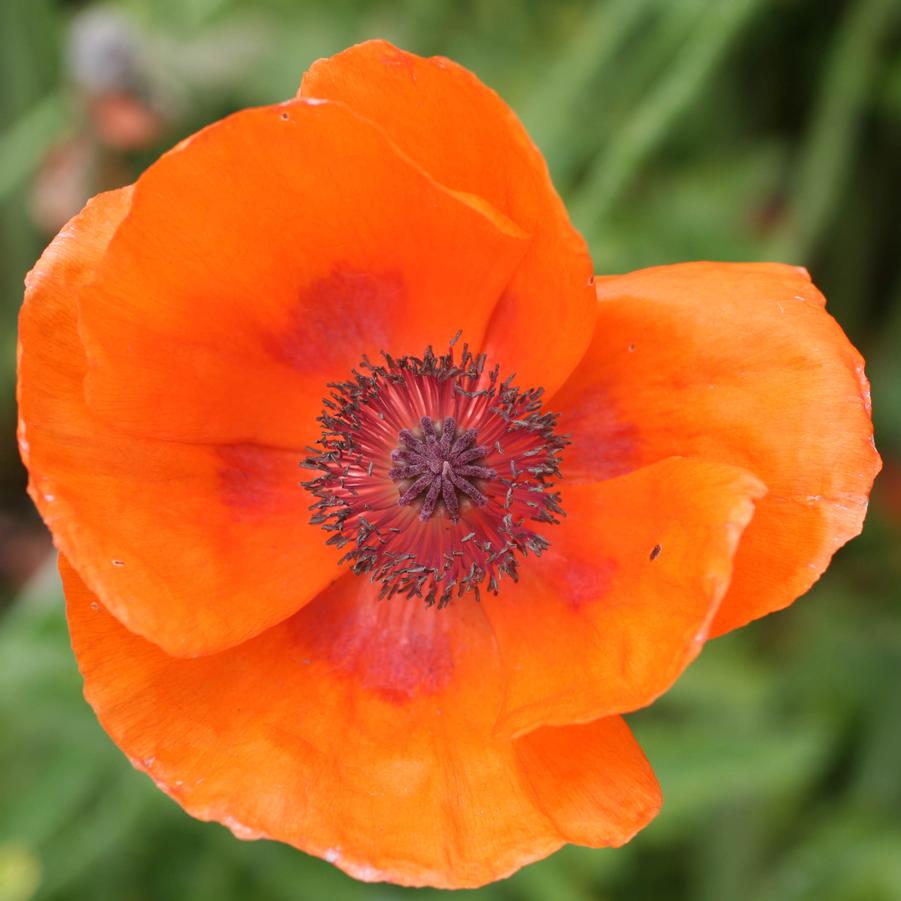 Papaver orientale 'Harvest Moon' - Poppy from Hoffie Nursery