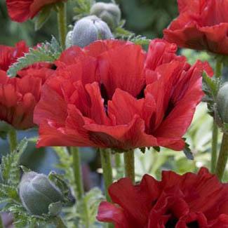 Papaver orientale 'King Kong' - Poppy from Hoffie Nursery