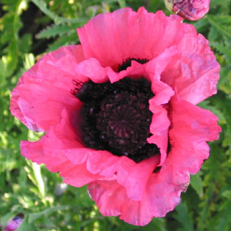 Papaver orientale 'Raspberry Queen' - Poppy from Hoffie Nursery