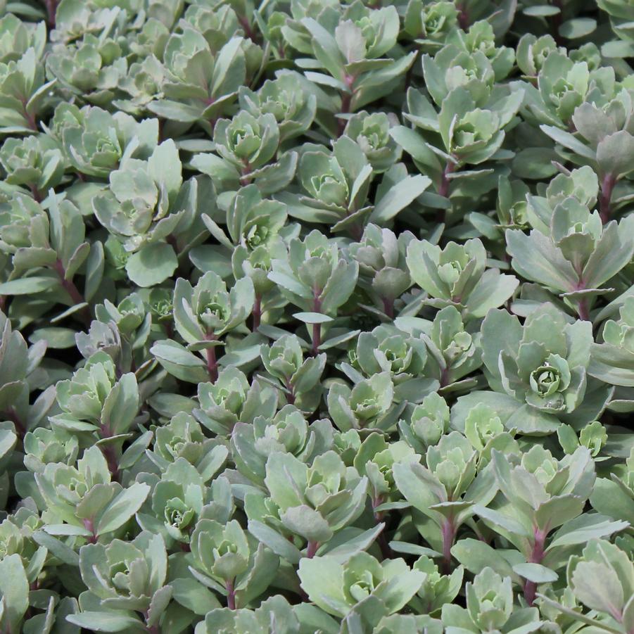 Sedum 'Rosy Glow' - Stonecrop from Hoffie Nursery