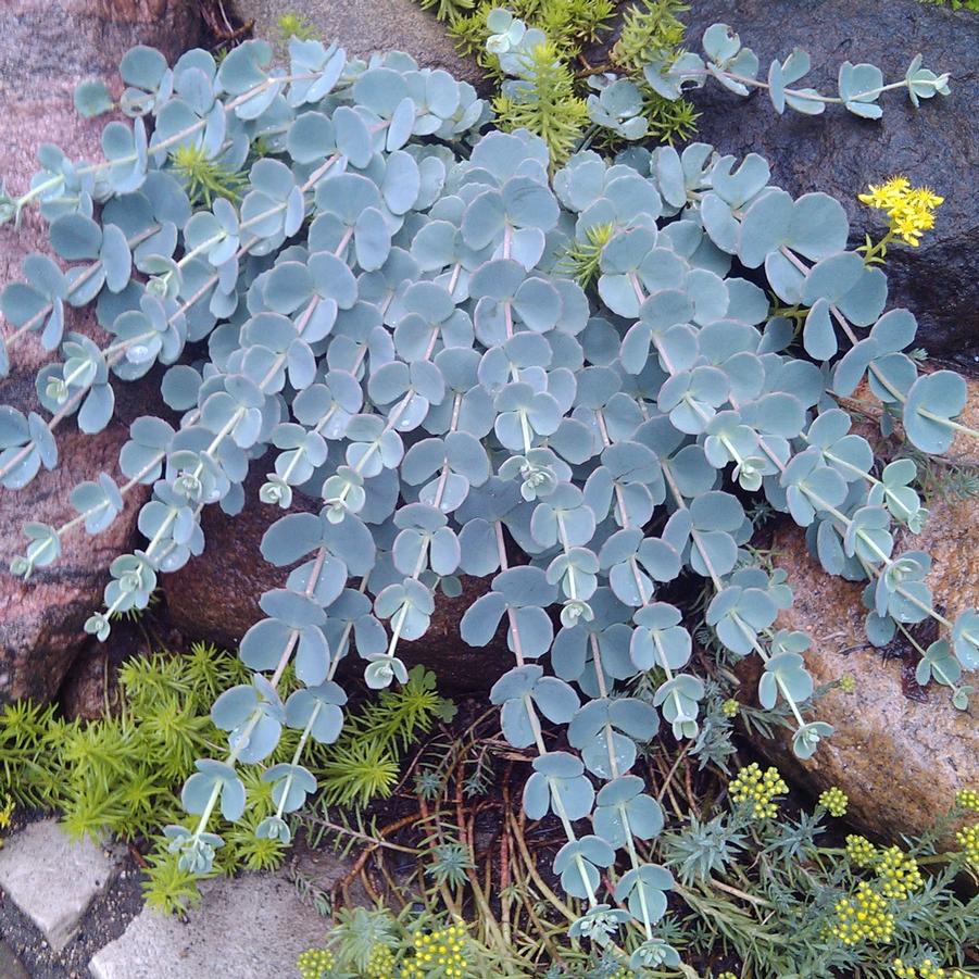 Sedum sieboldii - October Daphne from Hoffie Nursery