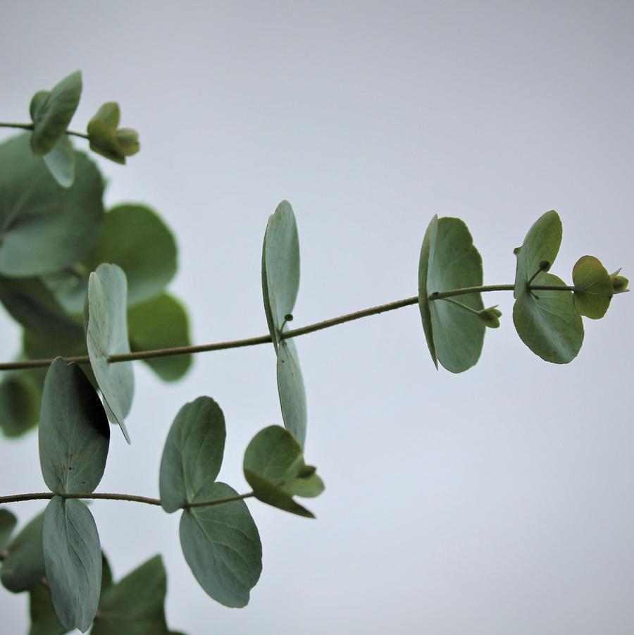 Eucalyptus 'Silver Dollar' - Eucalyptus from Hoffie Nursery