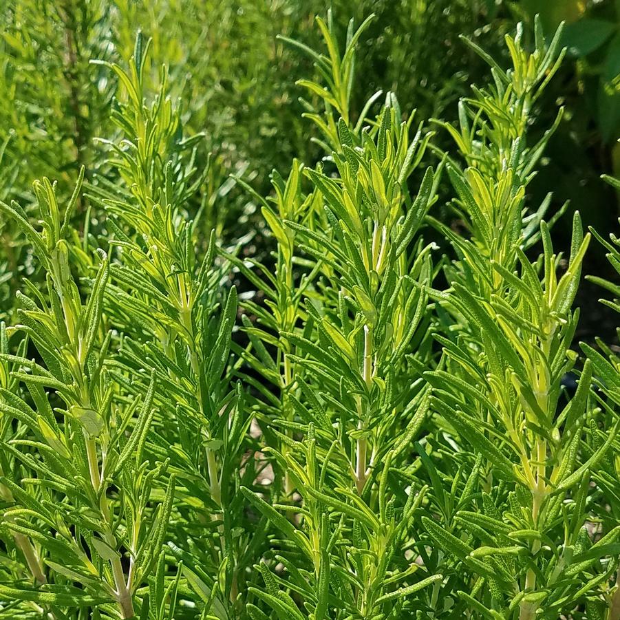 Rosemary 'Barbeque' - Rosmarinus officinalis from Hoffie Nursery