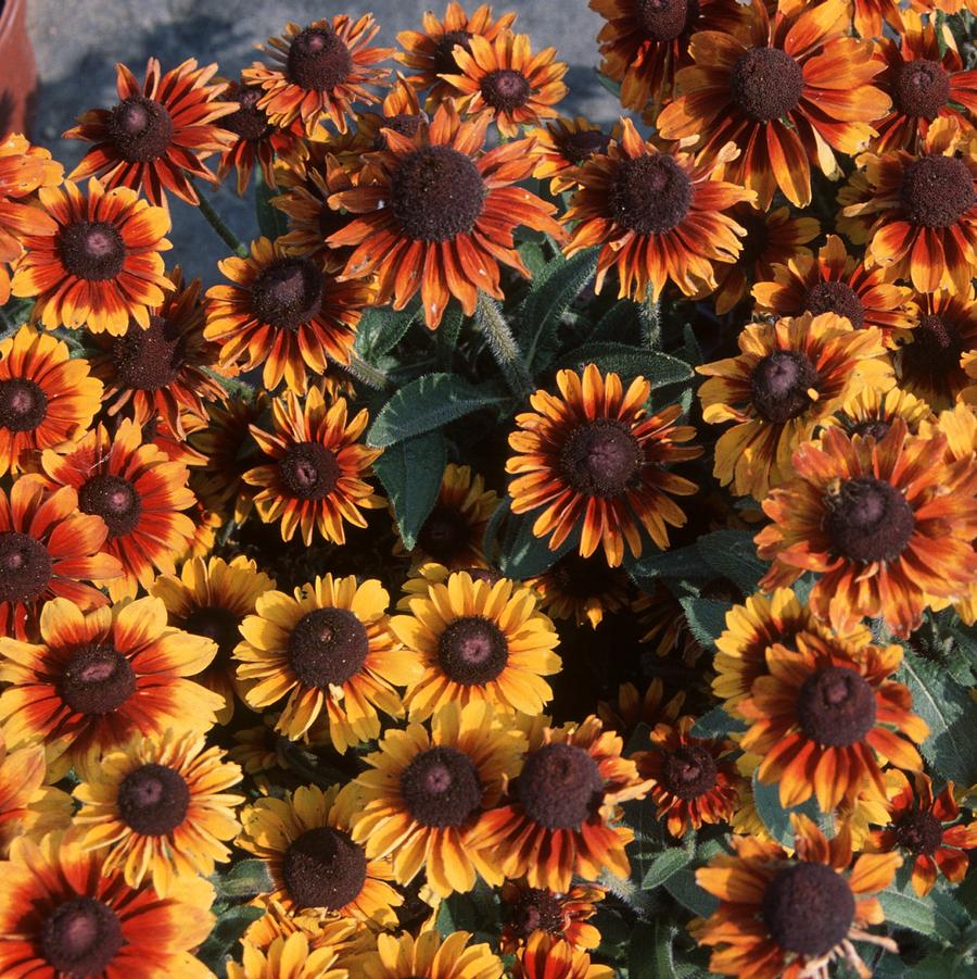 Rudbeckia 'Toto Rustic' - Fall Black-Eyed Susan from Hoffie Nursery