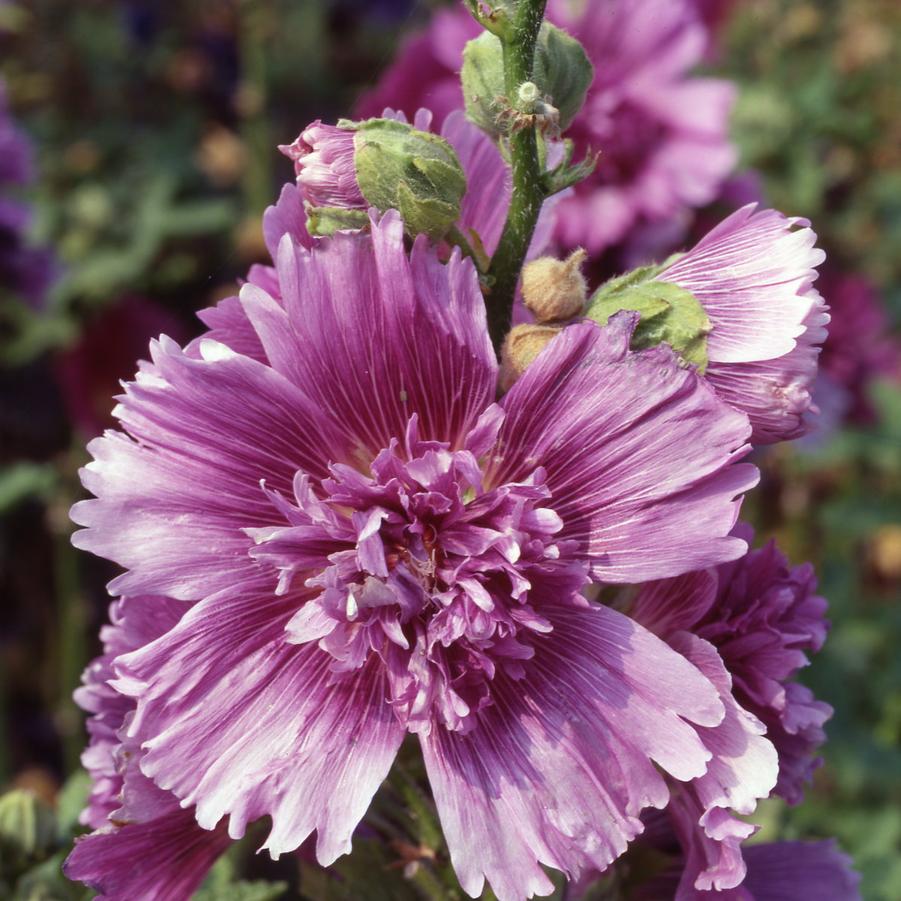 Alcea rosea 'Queeny Purple' - Hollyhock from Hoffie Nursery