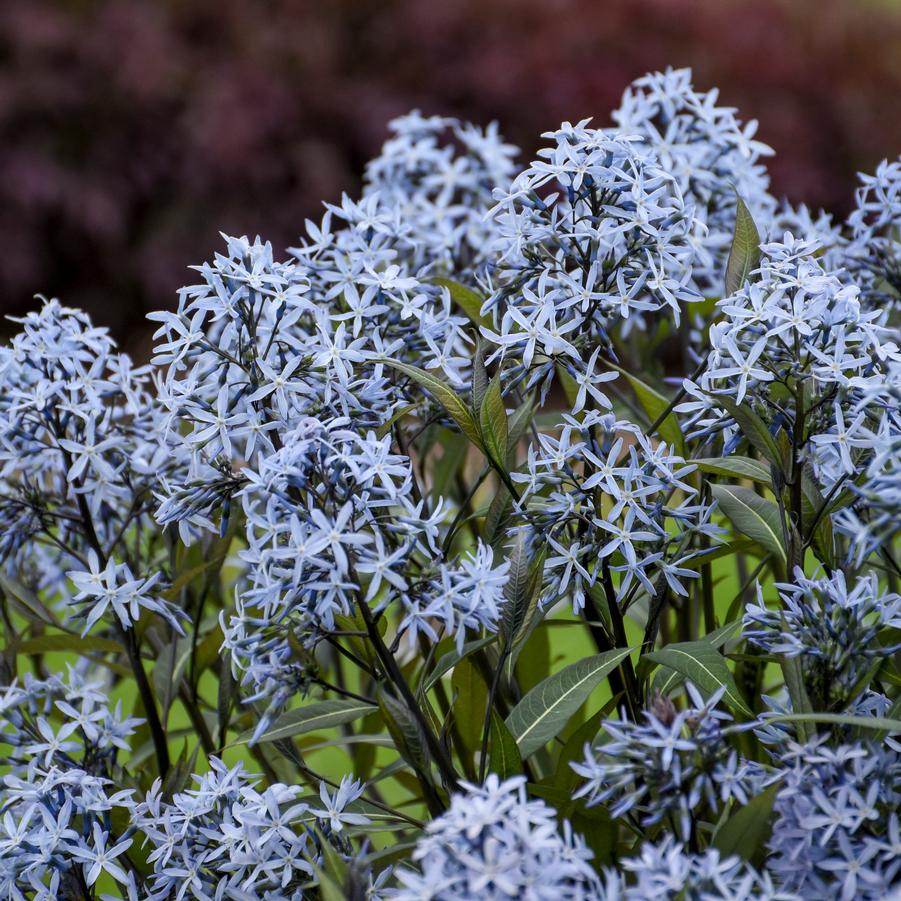 Amsonia tabermaemontana 'Storm Cloud' - Bluestar from Hoffie Nursery