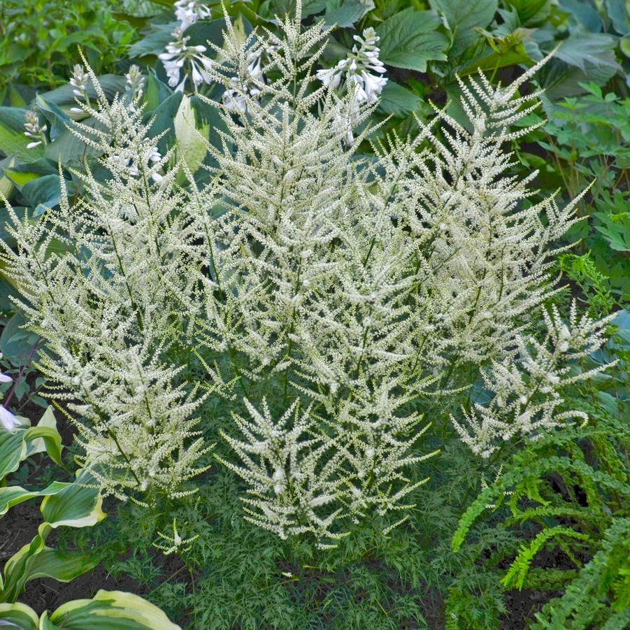 Aruncus 'Fairy Hair' - Goatsbeard from Hoffie Nursery