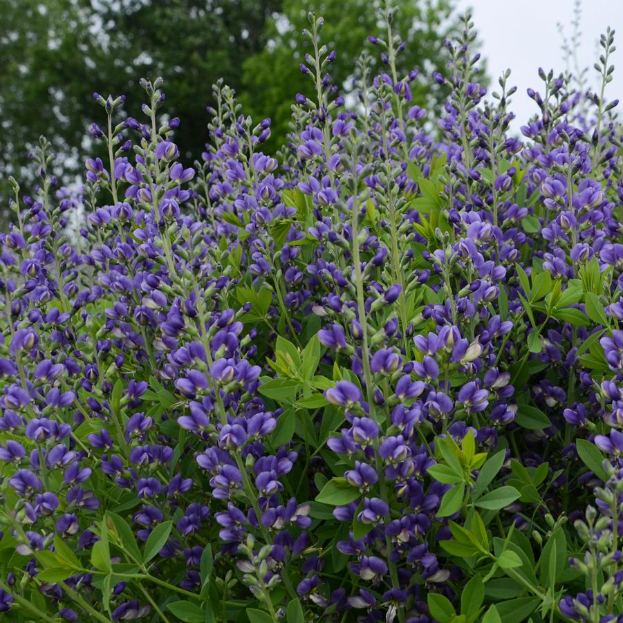 Baptisia DECADENCE® 'Blueberry Sundae' - False Indigo from Hoffie Nursery