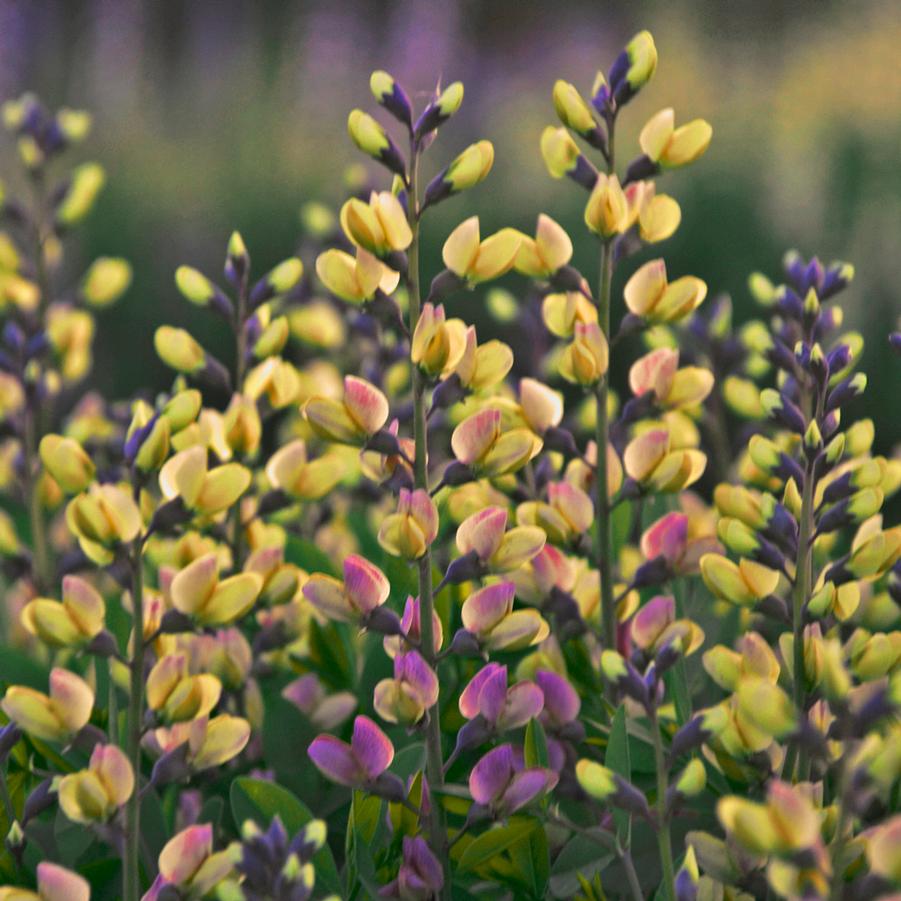 Baptisia DECADENCE® DELUXE 'Pink Lemonade' - False Indigo from Hoffie Nursery