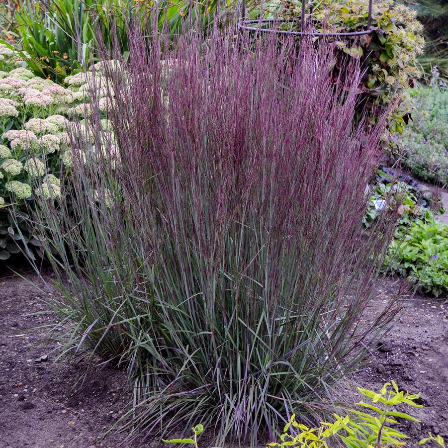 Schizachyrium scoparium PRAIRIE WINDS® 'Blue Paradise' - Little Bluestem from Hoffie Nursery