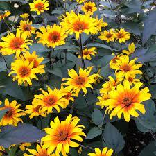 Heliopsis helianthoides v. scabra 'Burning Hearts' - False Sunflower from Hoffie Nursery