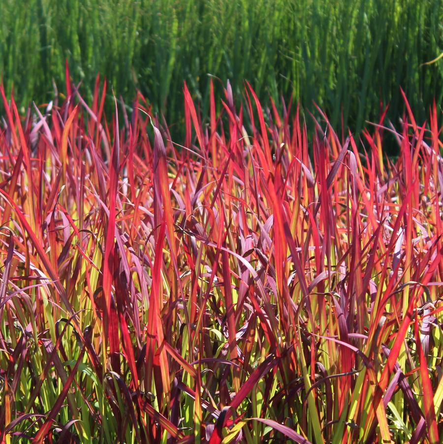 Imperata koenigii Red Baron