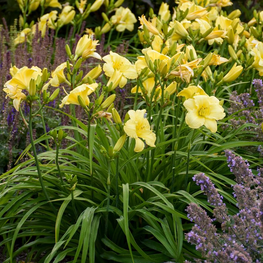 Hemerocallis RAINBOW RHYTHM� 'Going Bananas' - Daylily from Hoffie Nursery