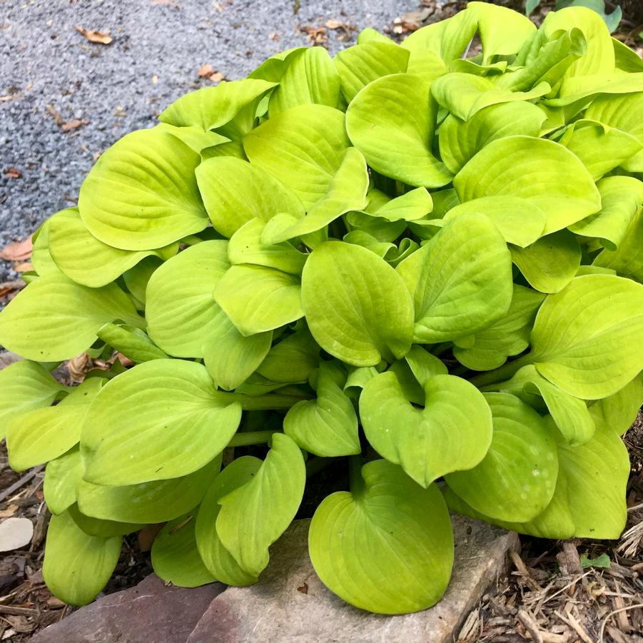 Hosta 'Sun Mouse' - Mini Hosta from Hoffie Nursery