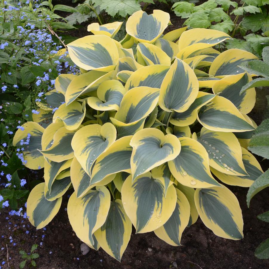 Hosta SHADOWLAND® 'Autumn Frost' - Hosta from Hoffie Nursery