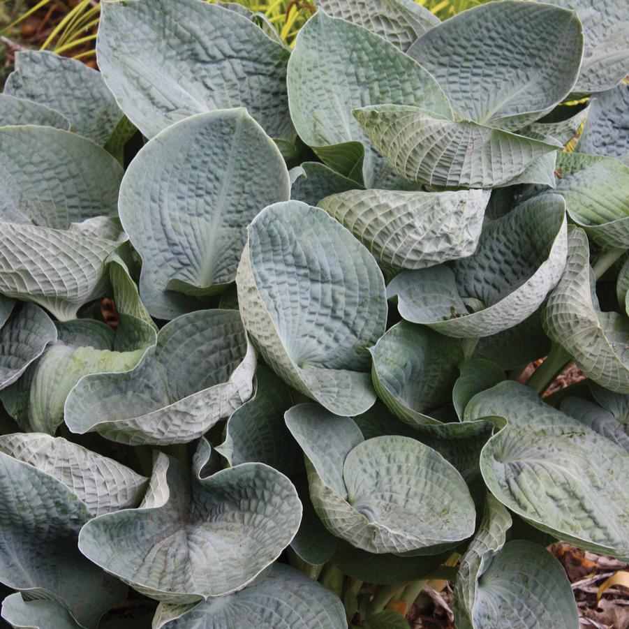 Hosta 'Big Daddy' - Hosta from Hoffie Nursery