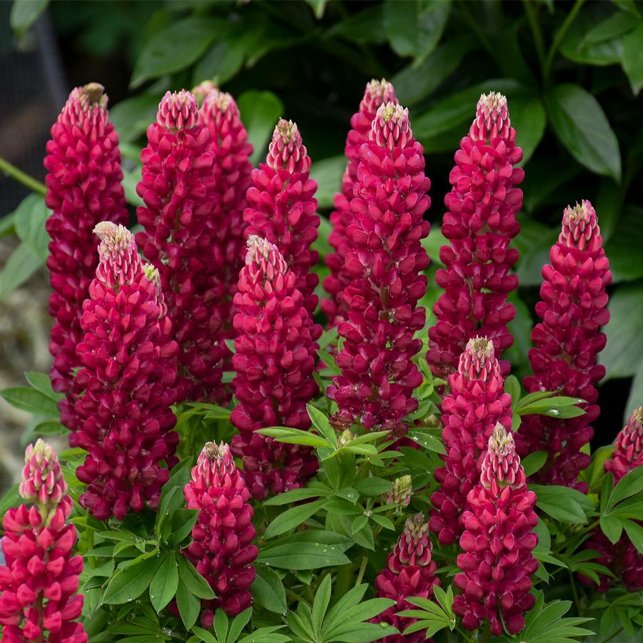 Lupinus 'Gallery Red' - Lupine from Hoffie Nursery