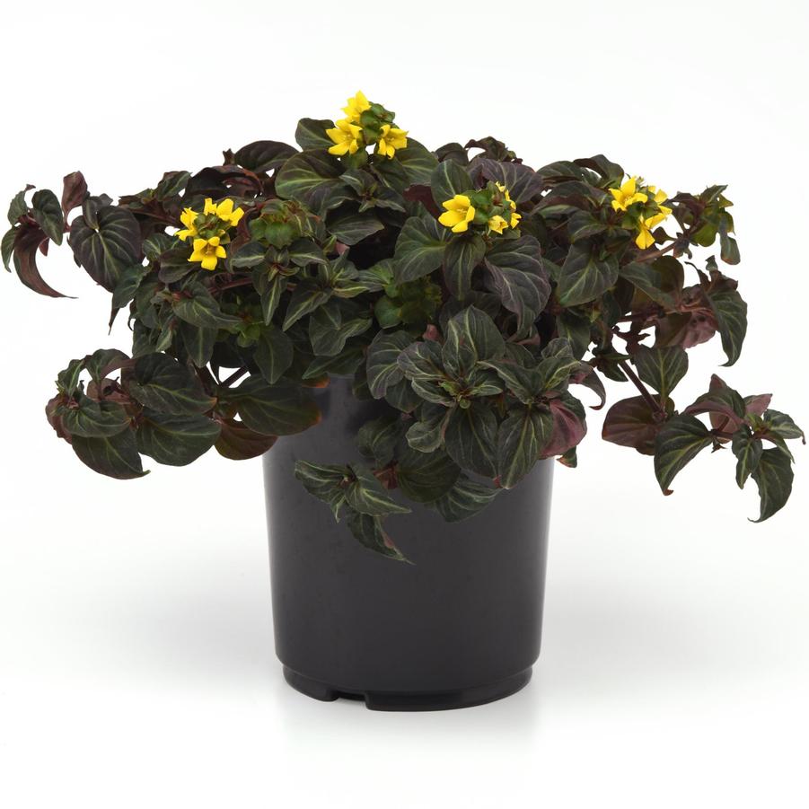 Lysimachia alfredii 'Night Light' - Moneywort from Hoffie Nursery