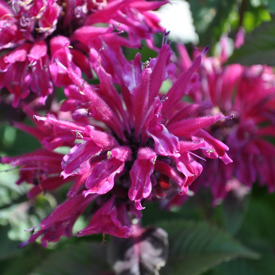 Monarda Purple MARJE® - Bee Balm from Hoffie Nursery