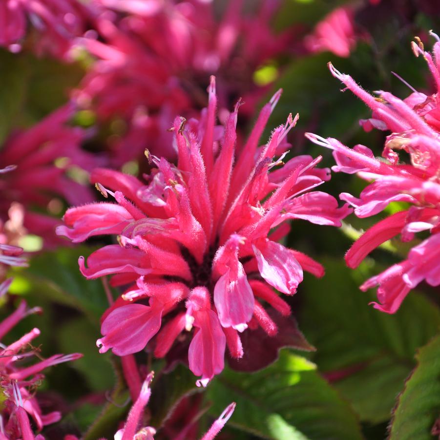 Monarda Rose MARJE® - Bee Balm from Hoffie Nursery