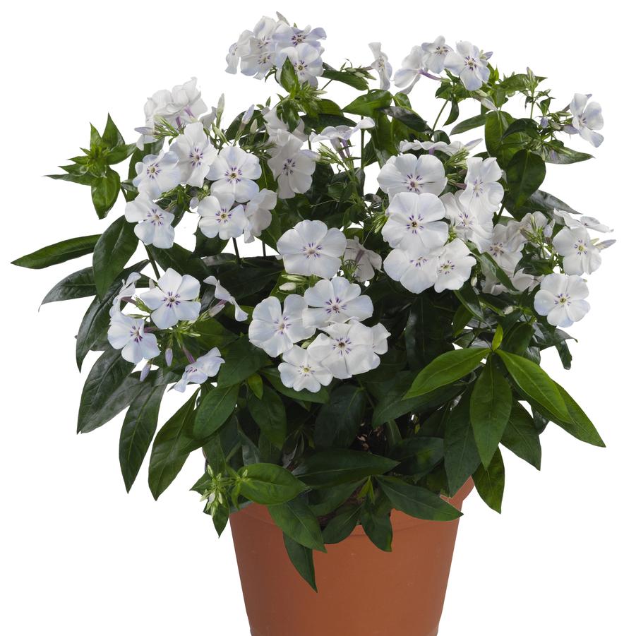 Phlox paniculata Flame® Light Blue paniculata Flame® - Garden Phlox from Hoffie Nursery