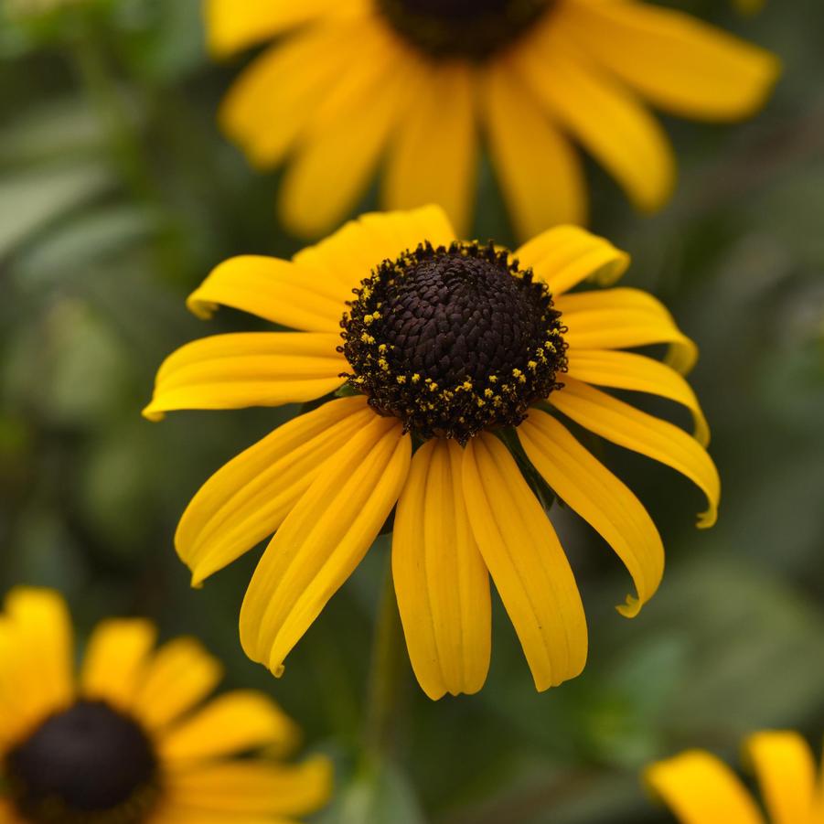 Rudbeckia fulgida v. sullivantii 'Goldblitz' - Black-Eyed Susan from Hoffie Nursery