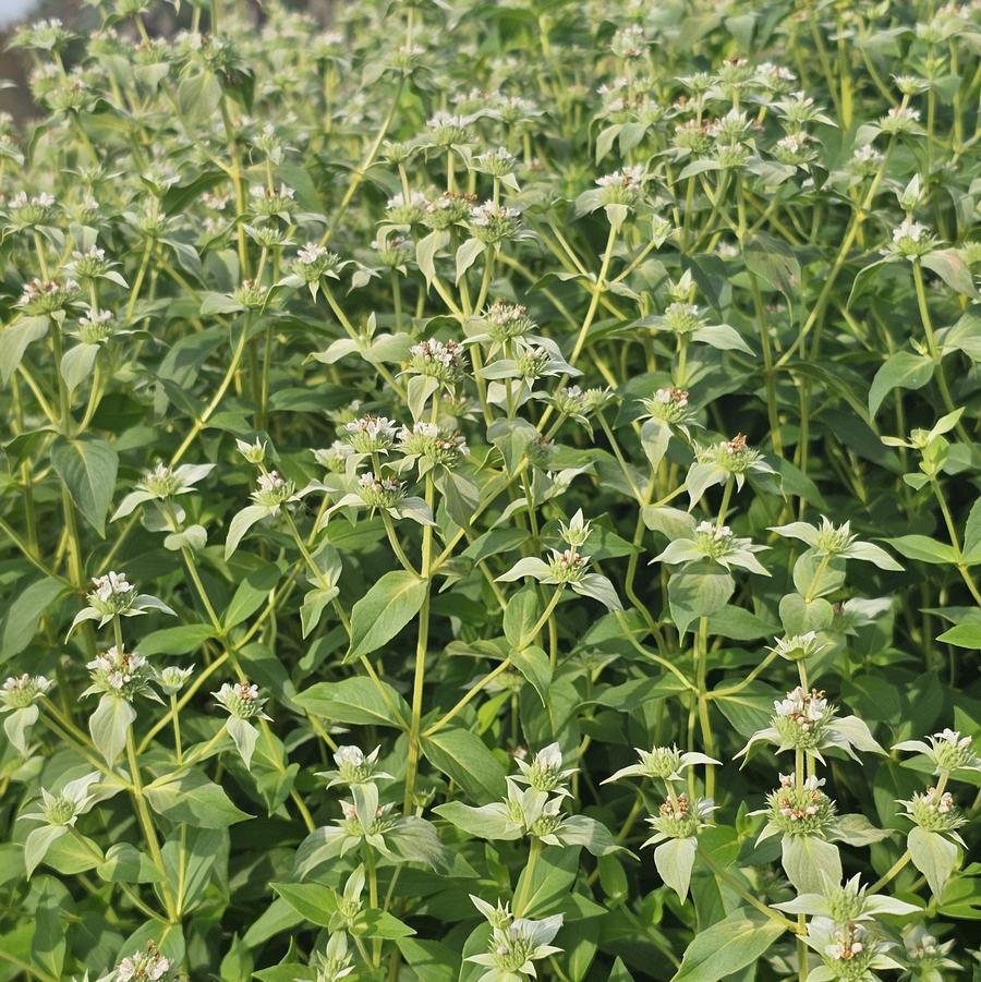 Pycnanthemum muticum - clustered mountainmint from Hoffie Nursery