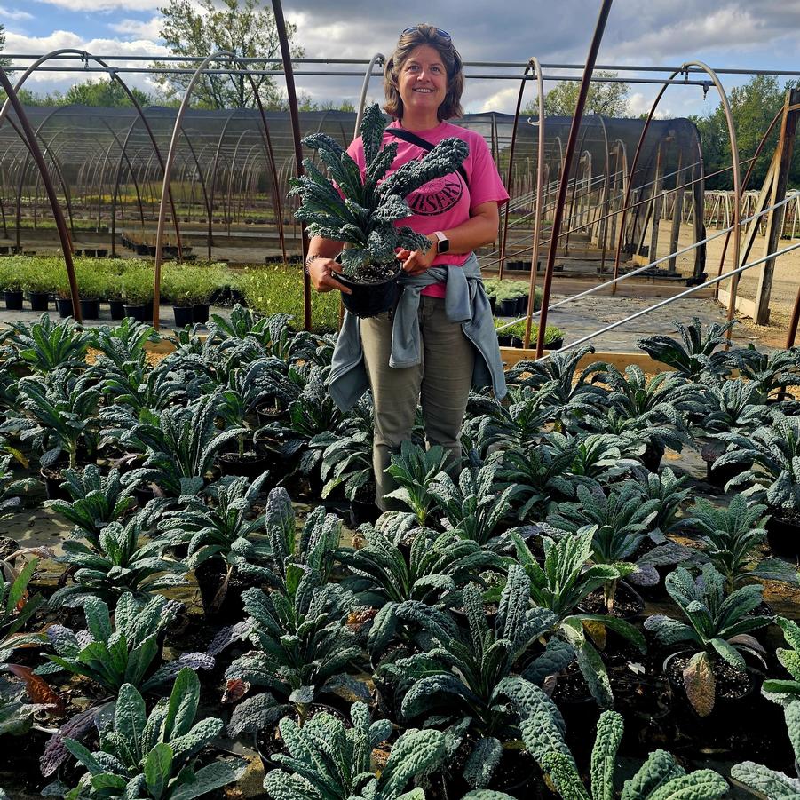 Kale 'Dinosaur' - from Hoffie Nursery