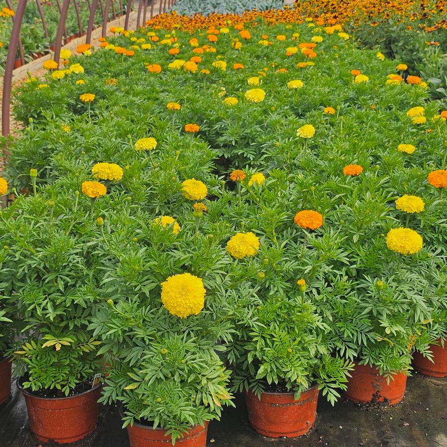 Marigold 'Inca II' - African Marigold from Hoffie Nursery