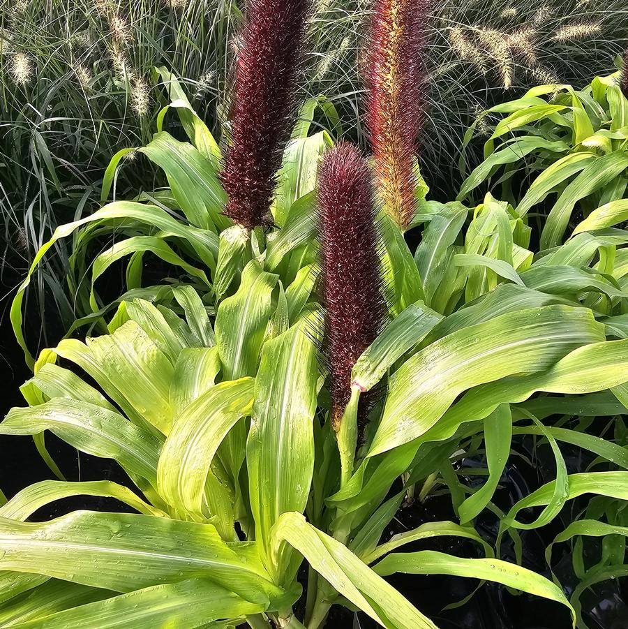 Pennisetum 'Jade Princess' - Pennisetum glaucum from Hoffie Nursery