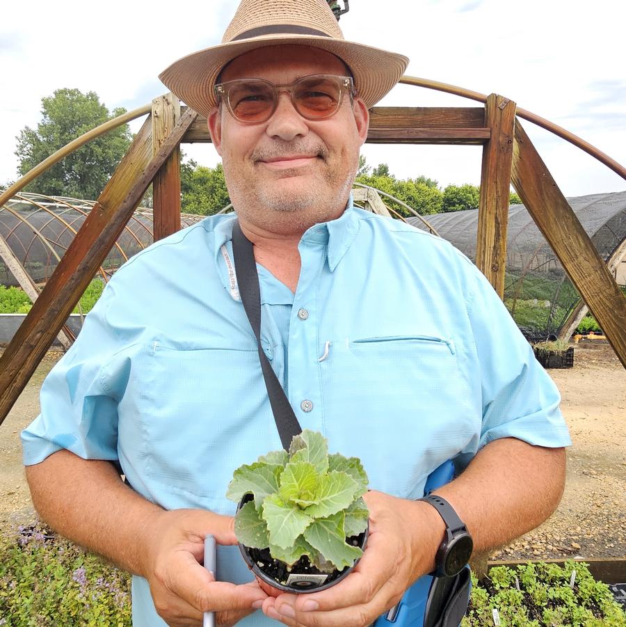 Kale Piegeon 'Victoria' - Brassica oleracea from Hoffie Nursery