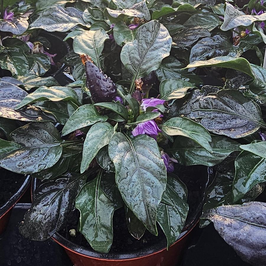 Ornamental Pepper 'Wicked' - from Hoffie Nursery
