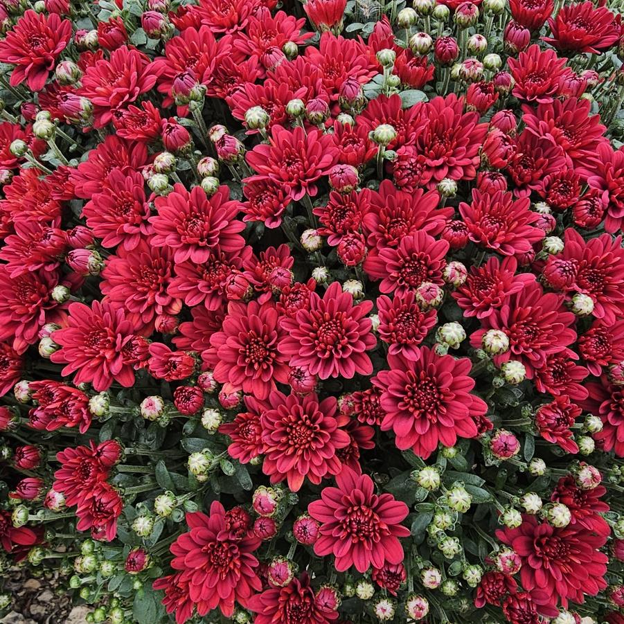 Chrysanthemum Volley Red - Fall Garden Mum from Hoffie Nursery
