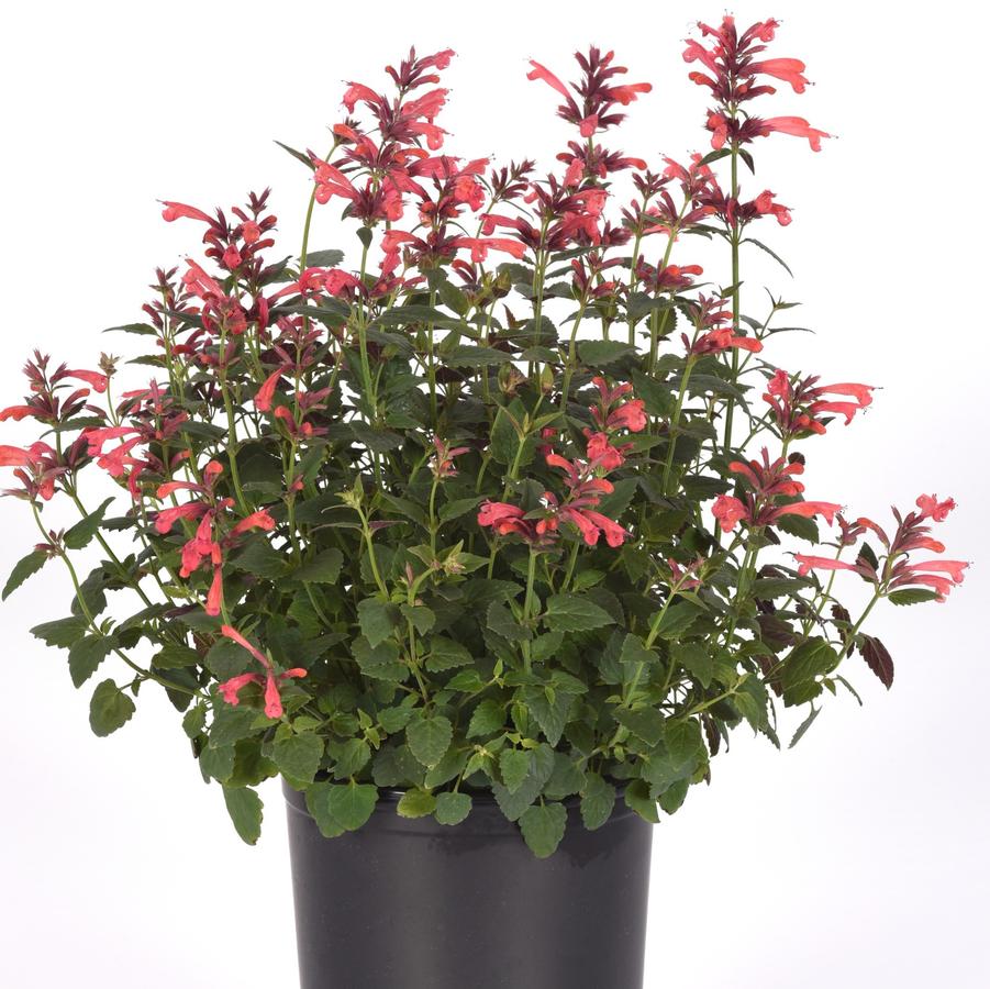 Agastache mexicana Summerlong™ 'Coral' - Mexican Giant Hyssop from Hoffie Nursery