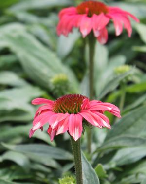 Echinacea Playful Meadow Mama™ - Two-Toned Coneflower from Hoffie Nursery