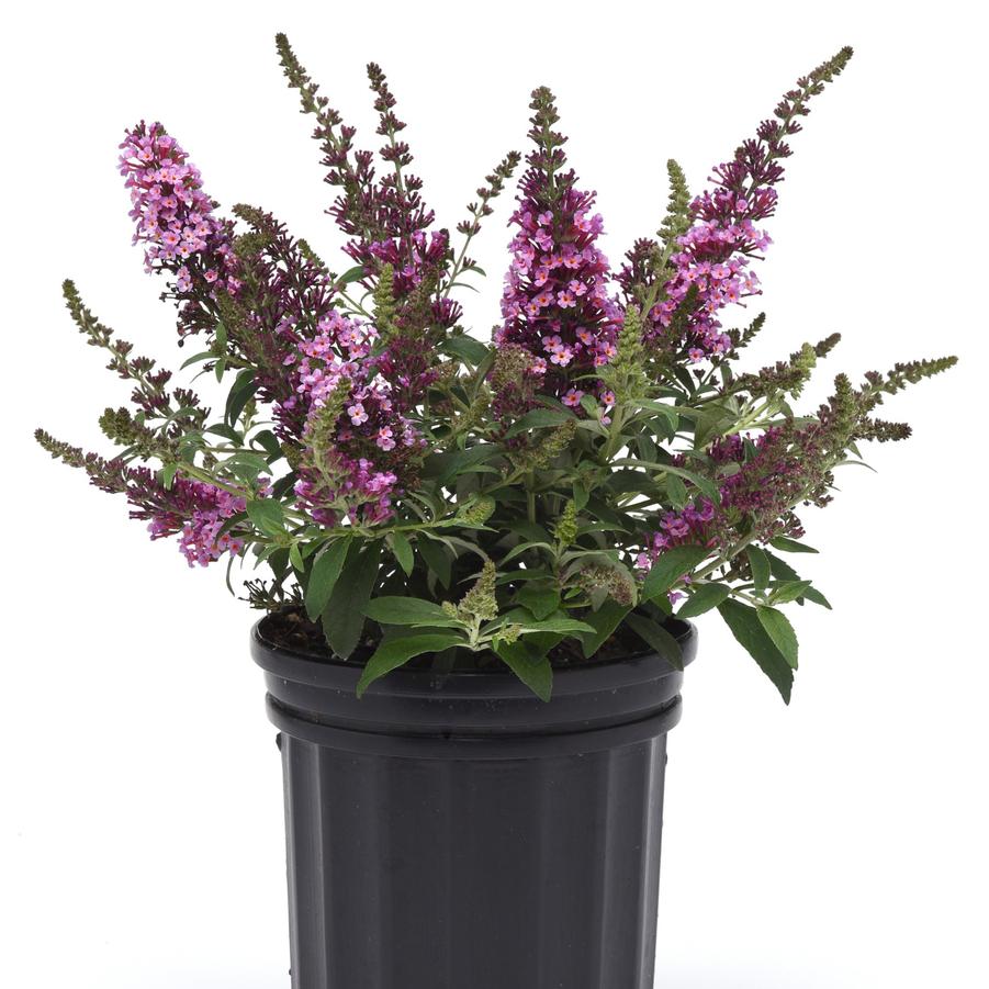 Buddleia davidii Chrysalis™ 'Pink' - Butterfly Bush from Hoffie Nursery