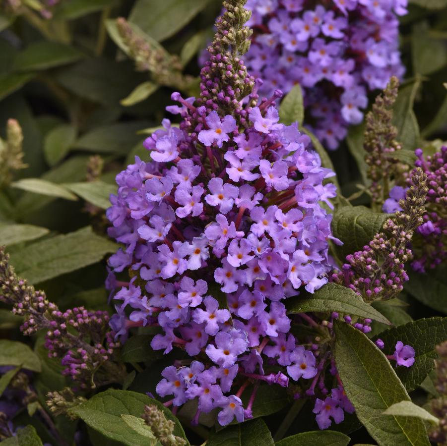 Buddleia davidii Chrysalis™ 'Steel Blue' - Butterfly Bush from Hoffie Nursery