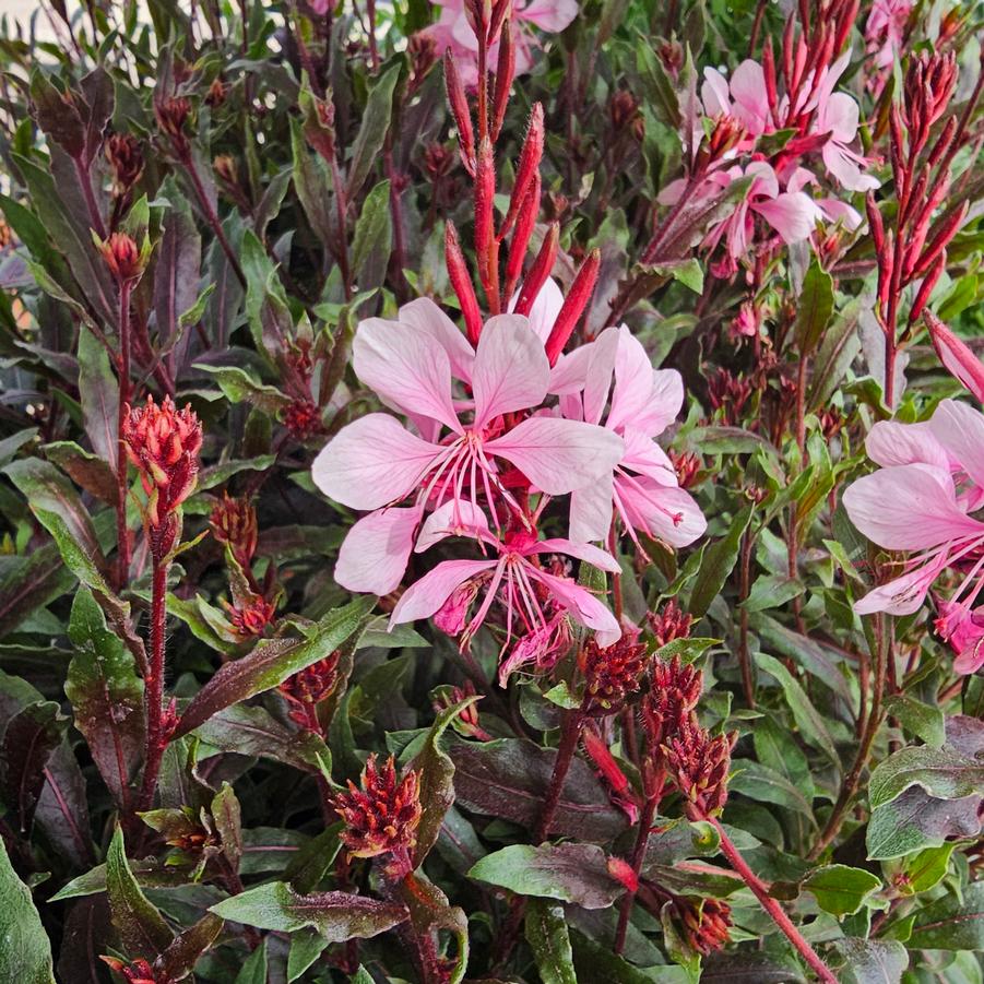 Gaura Pink Bantam™ - Butterfly Gaura from Hoffie Nursery