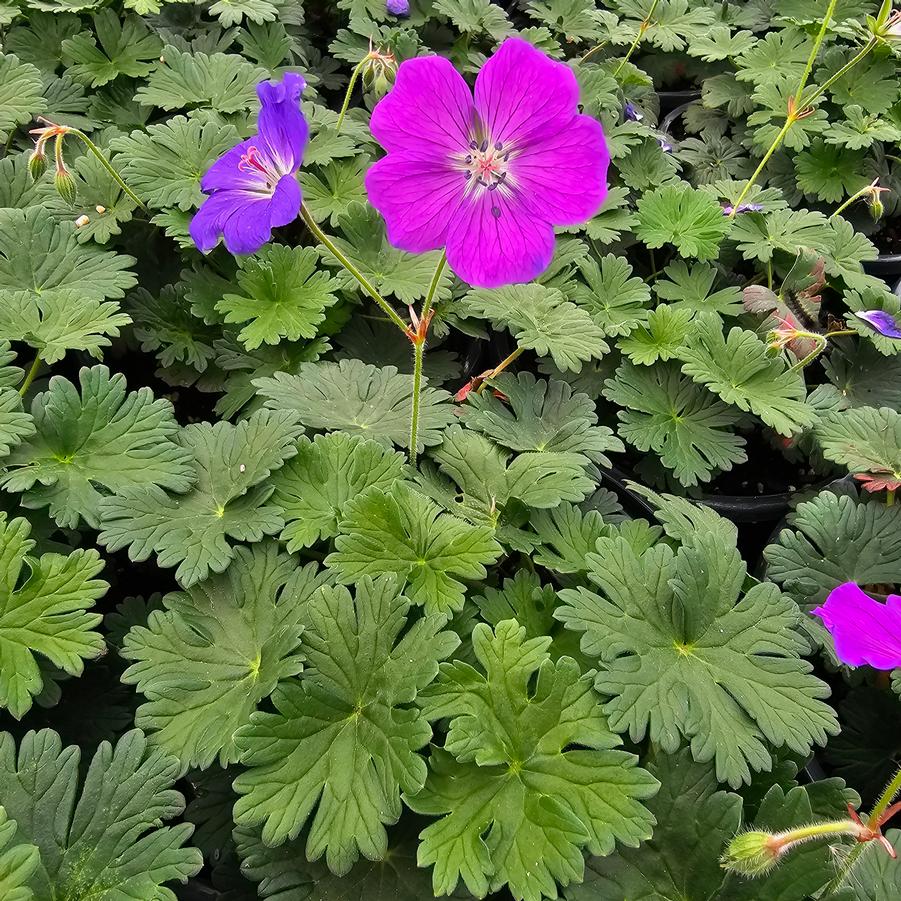 Geranium sanguineum 'Purple Glow' - Bloody Cranesbill from Hoffie Nursery