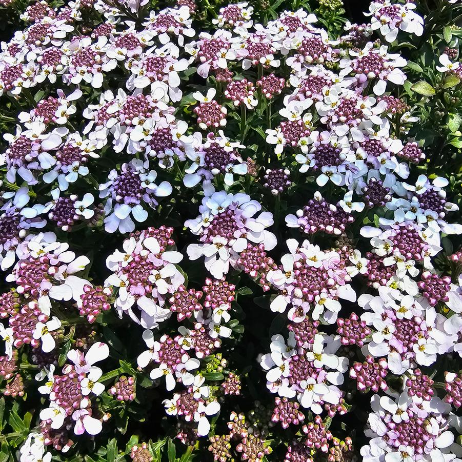 Iberis sempervirens 'Candy Sorbet' - Candytuft from Hoffie Nursery